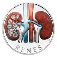 Stříbrná mince Lidské tělo - Močopohlavní soustava – Ledviny proof (ČM 2025) 